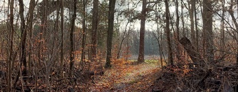Landskab ved Ægholmen Plantage