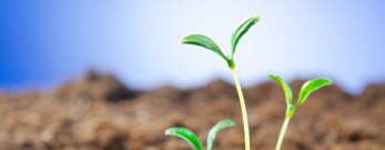 Billede af spirende skud